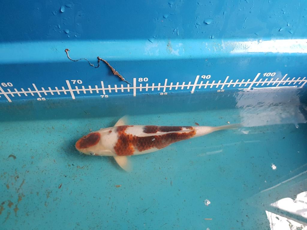 Japanse koi, Animaux & Accessoires, Poissons | Poissons d'étang, Carpe ou Koï