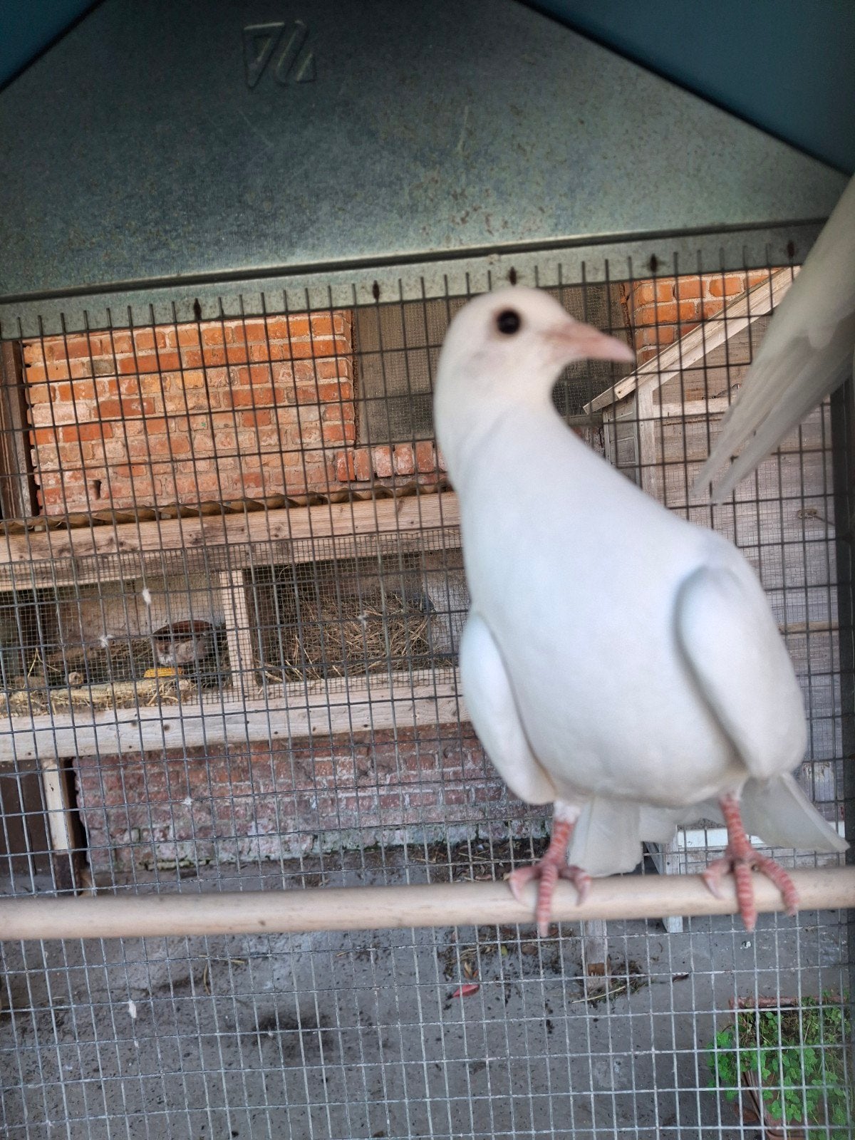 Pauwstaarten, Dieren en Toebehoren, Mannelijk