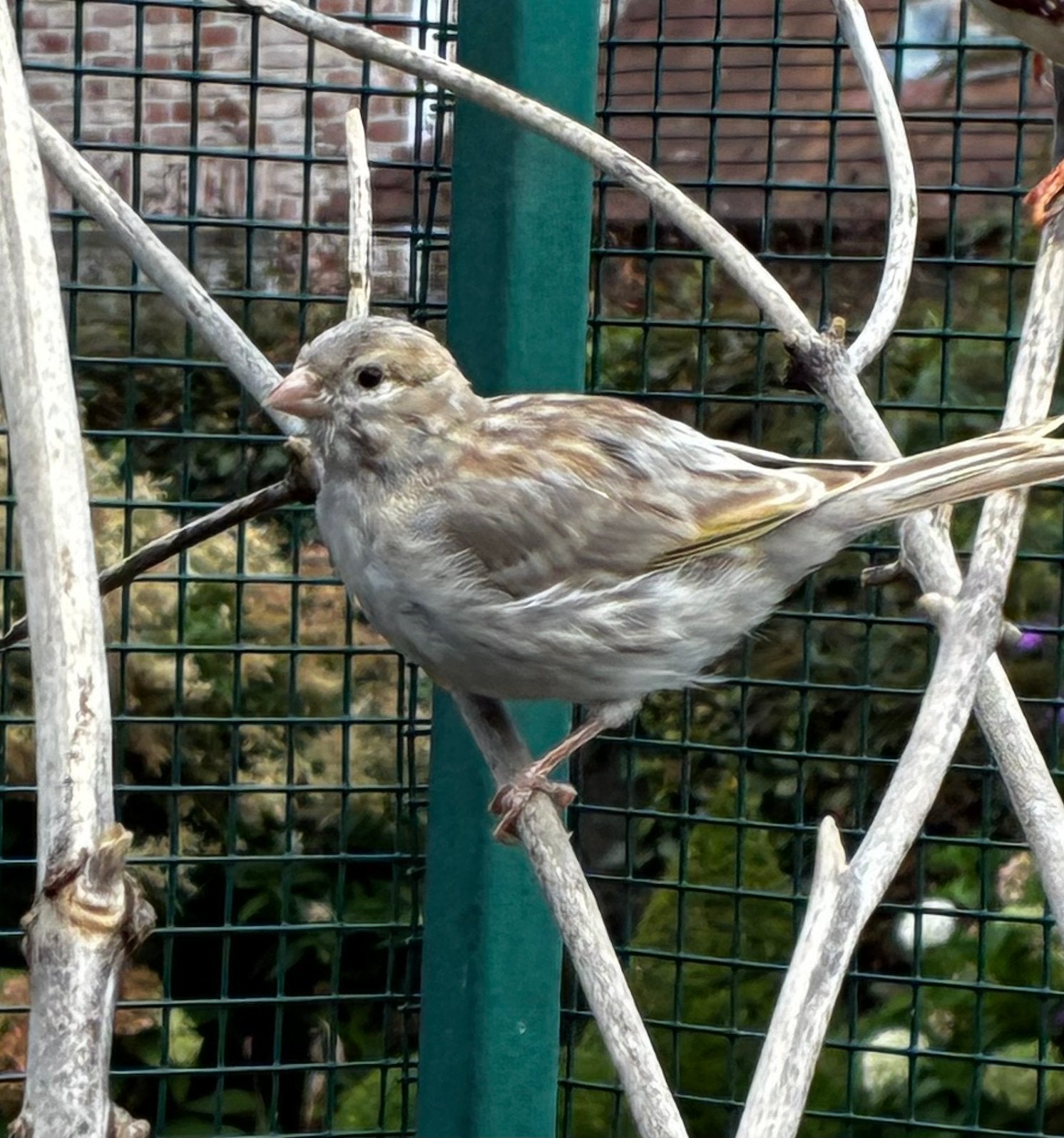 Canari mâle 2026, Animaux & Accessoires