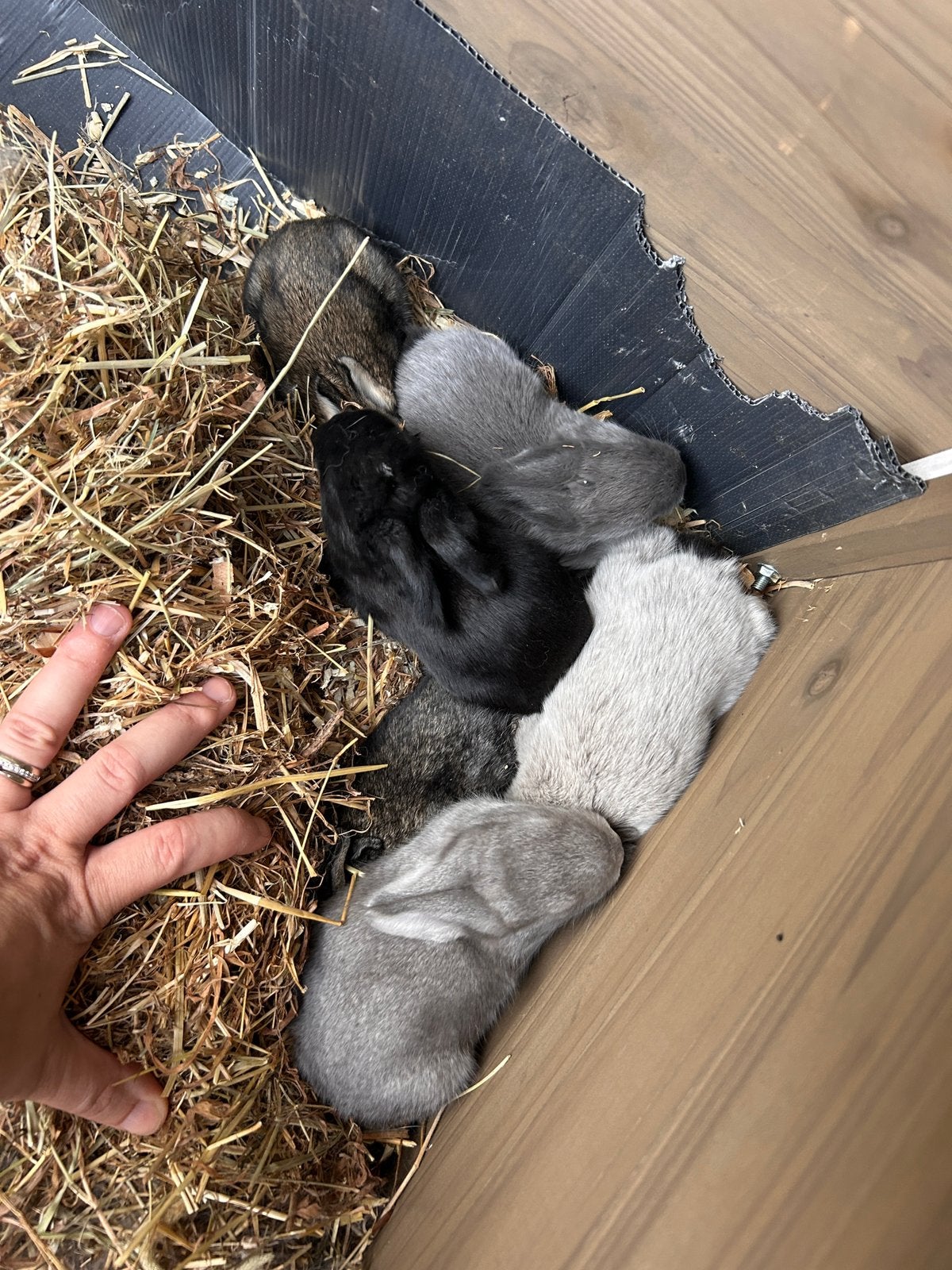 Vlaamse reusjes konijn, Dieren en Toebehoren, Konijnen, Meerdere dieren, Groot, 0 tot 2 jaar