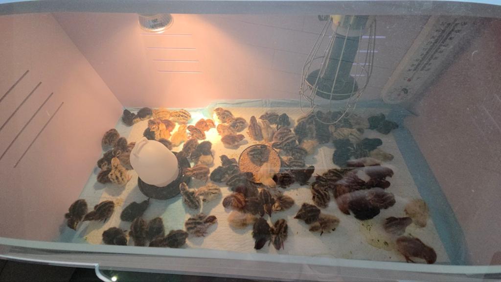 Poussins de caille géants japonais à vendre, Animaux & Accessoires, Sexe inconnu, Autres espèces