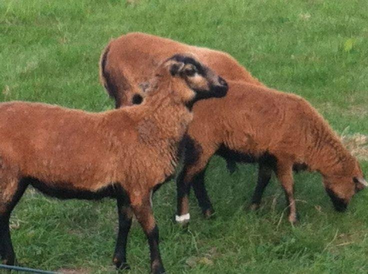 vrouwelijke kameroen schapen, Dieren en Toebehoren, Schapen, Geiten en Varkens