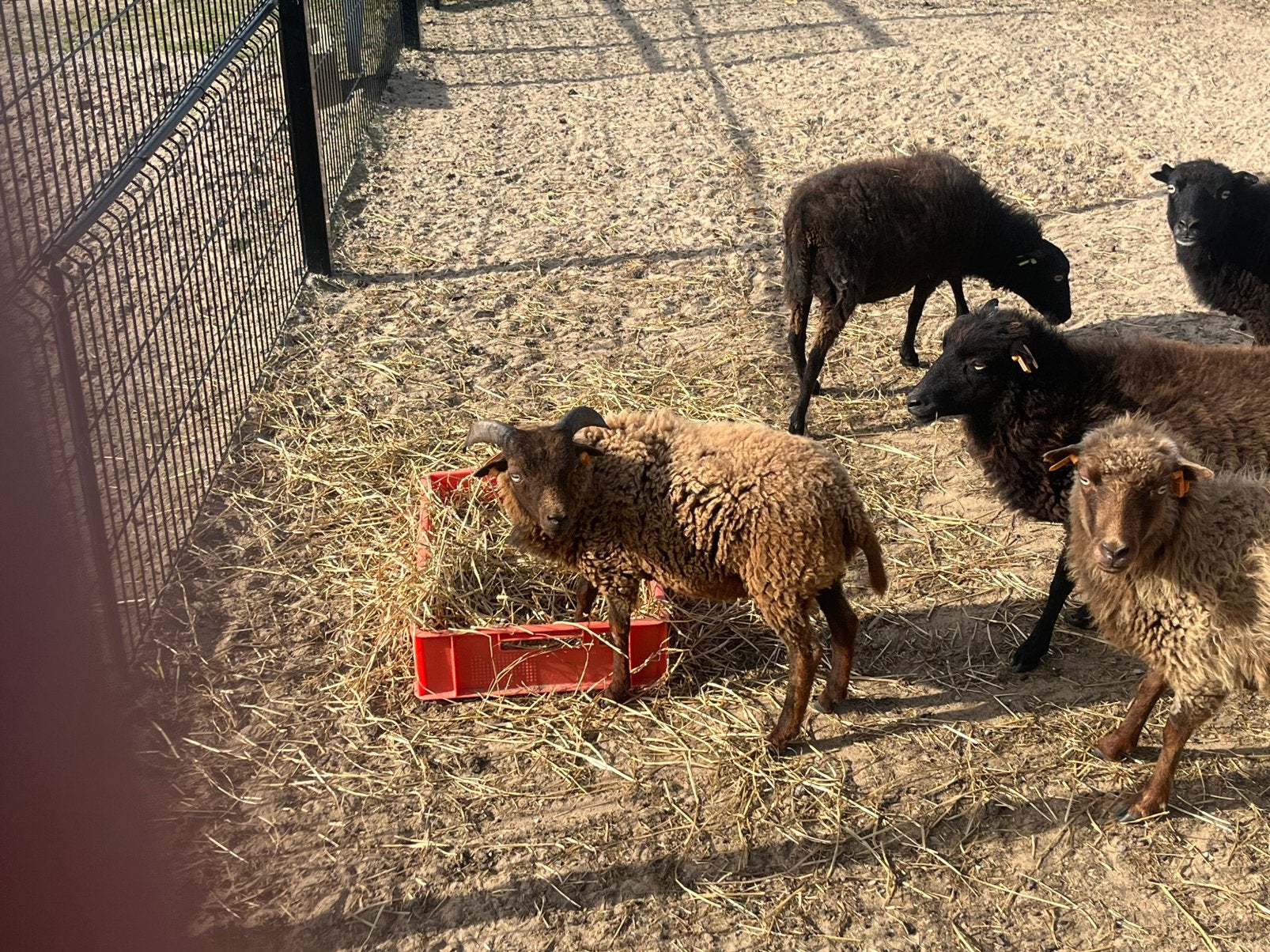 Ouessant ramlam te koop, Animaux & Accessoires, Moutons, Chèvres & Cochons, Mâle, Mouton, 0 à 2 ans