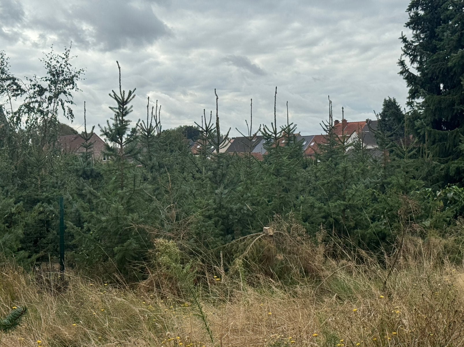 Kerstbomen omorika, Enlèvement