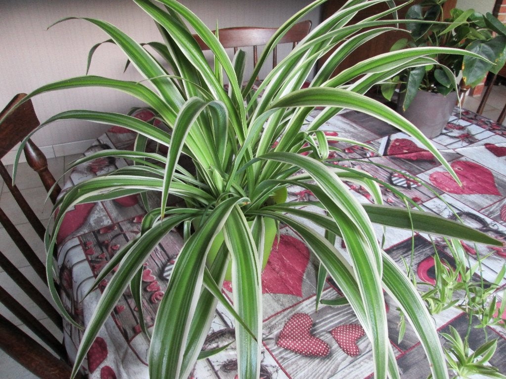 kleinere graslelie, Ophalen, Overige soorten, Halfschaduw, Minder dan 100 cm