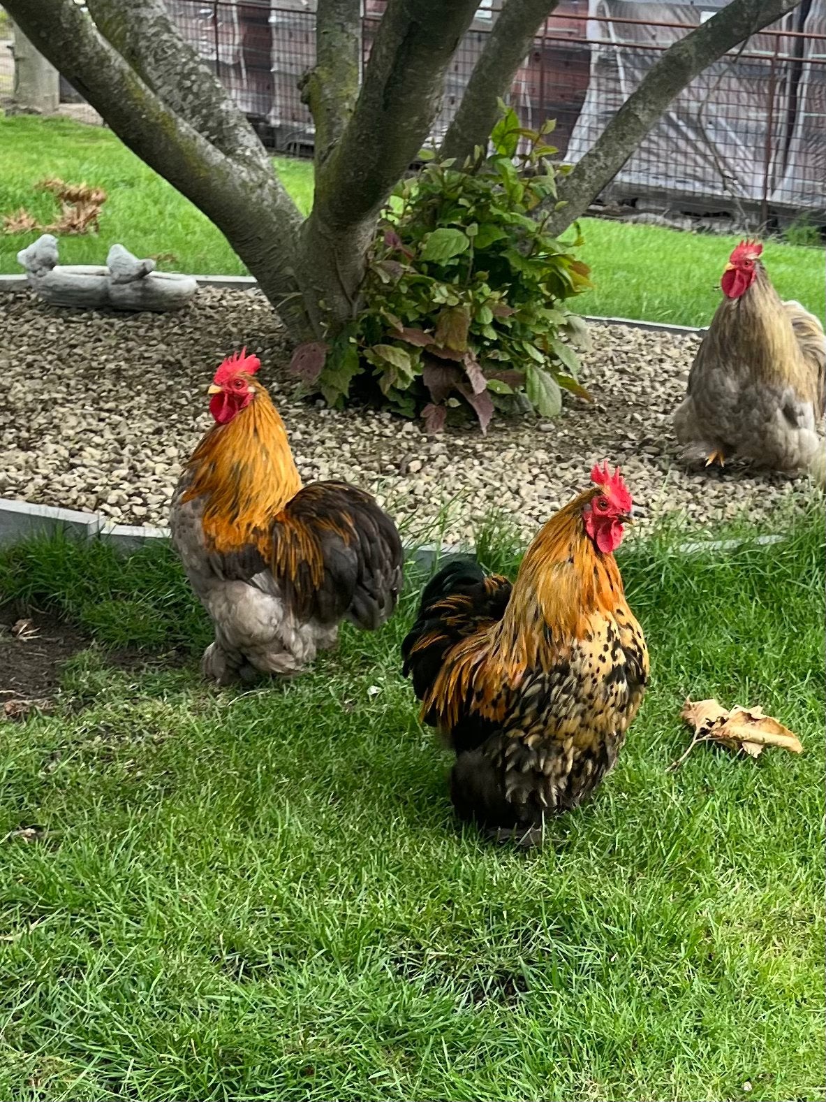 Cochin kriel hanen, Dieren en Toebehoren, Pluimvee, Mannelijk, Kip