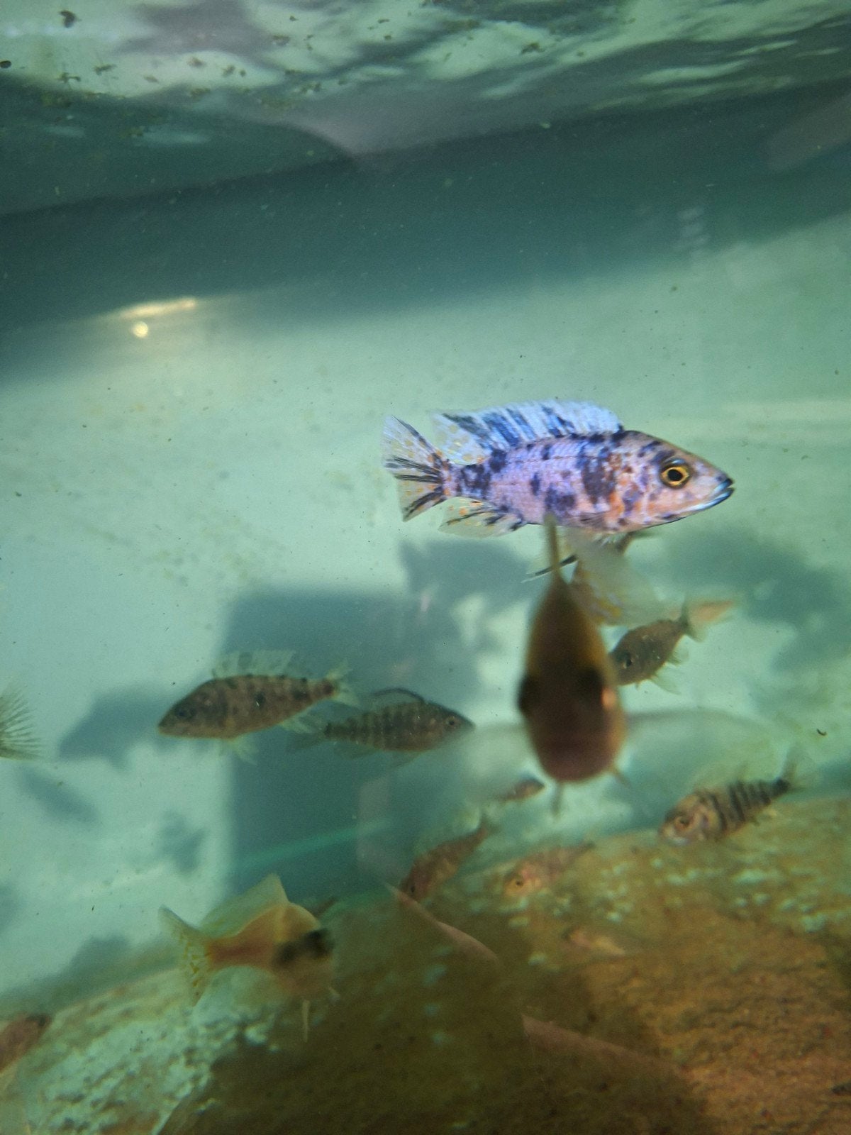 cichlides malawi aulonocara ob couples / trio, Dieren en Toebehoren, Vissen | Aquariumvissen