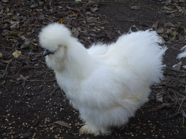 Raskippen : zijdehoen, ayam cemani, faverolles,, Plusieurs animaux, Poule ou poulet