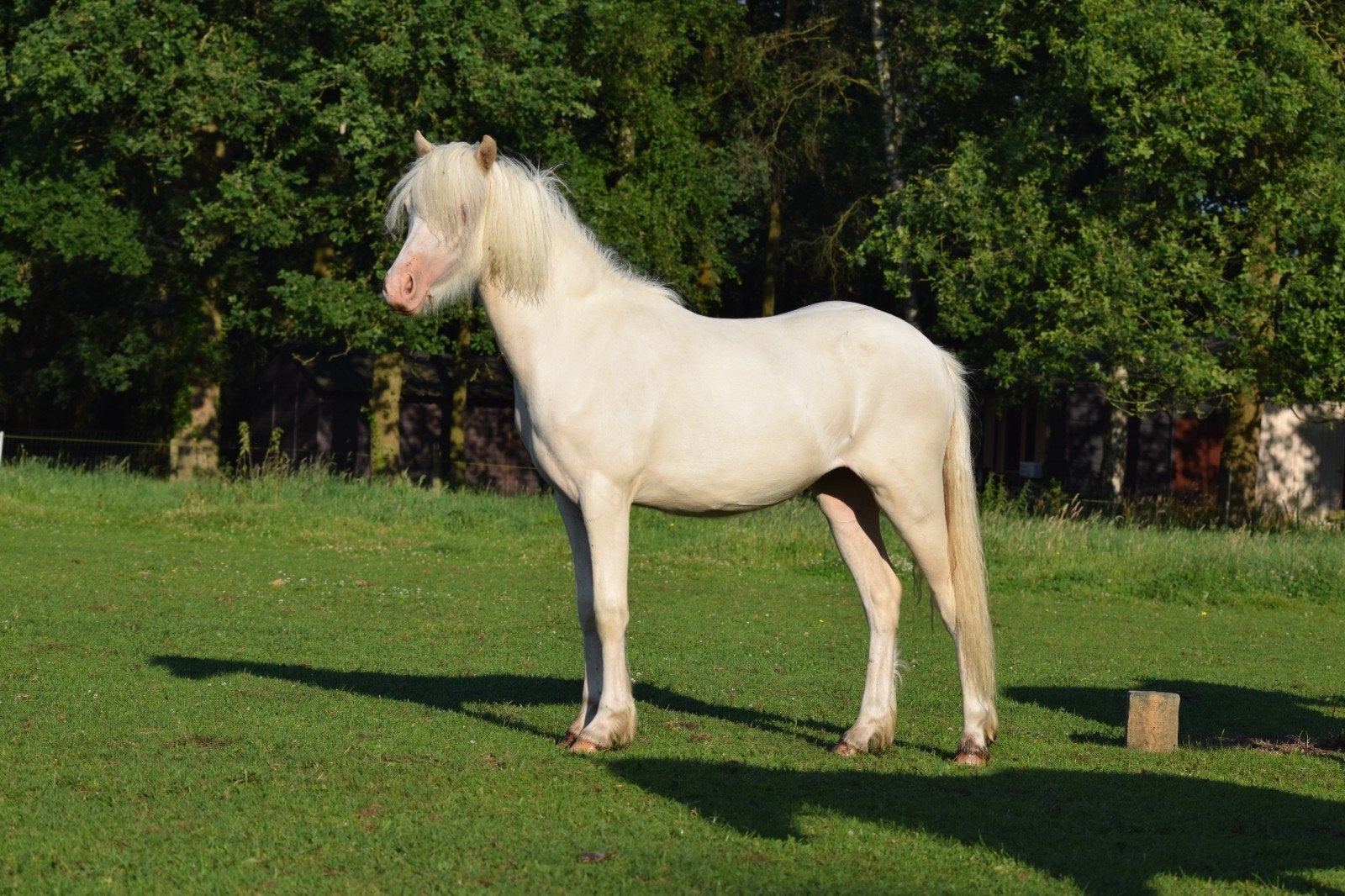 Prachtige welsh a cremello merrie jaarling, Dieren en Toebehoren, Merrie, B