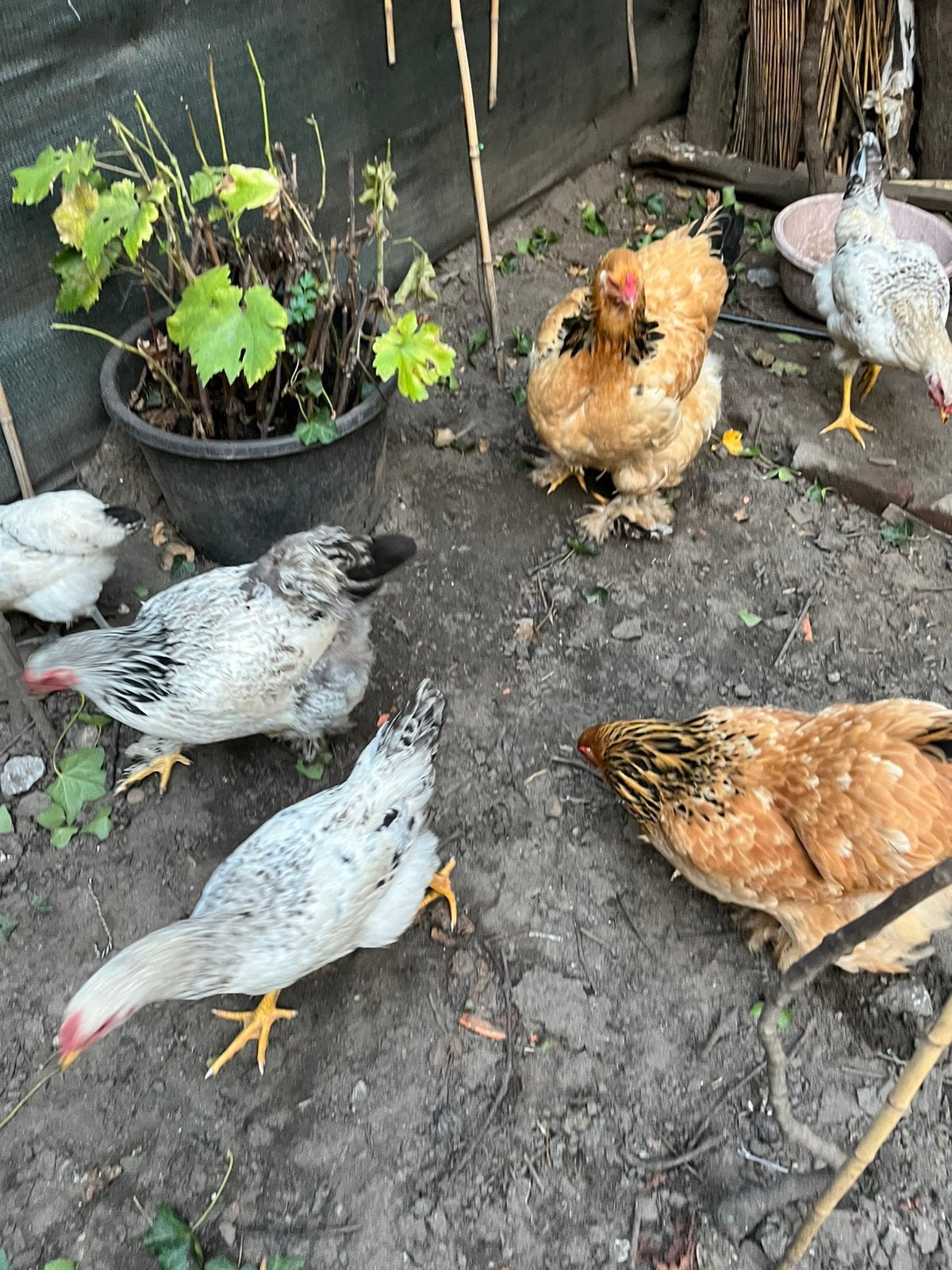 Brahma kippen, Dieren en Toebehoren, Kip