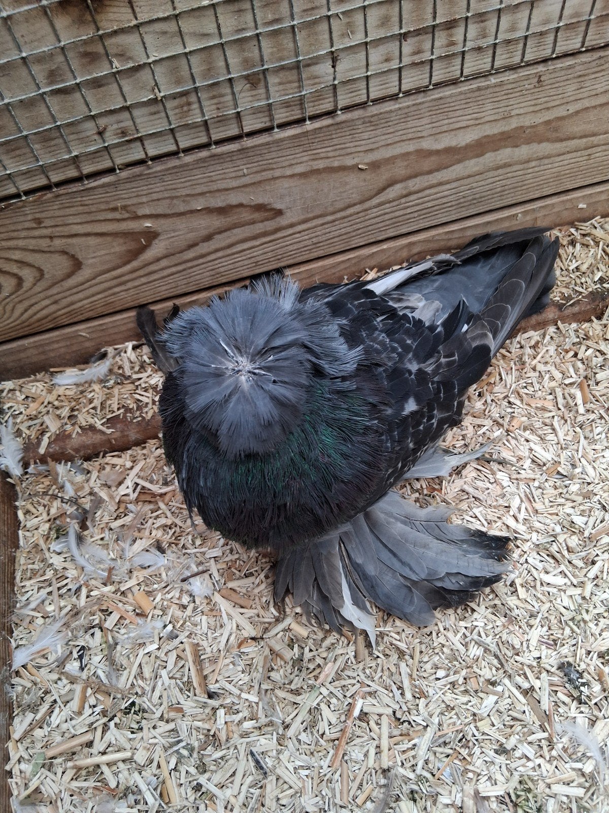 pigeon à tambour bucharie, Animaux & Accessoires