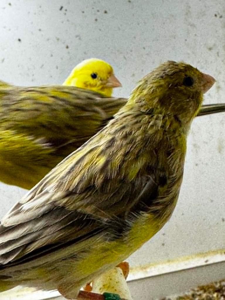 6 kanarie mannen zoeken nieuw huisje, Dieren en Toebehoren, Vogels | Kanaries, Mannelijk