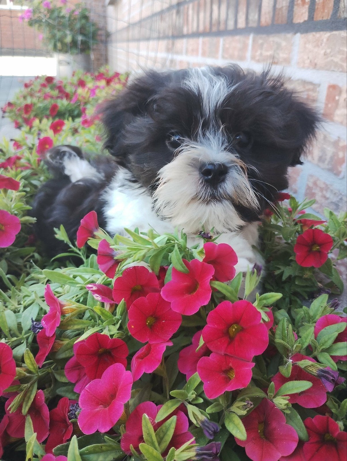 Chiots Malshi, Bichon maltais, Plusieurs, Hépatite contagieuse (maladie de Rubarth), Belgique