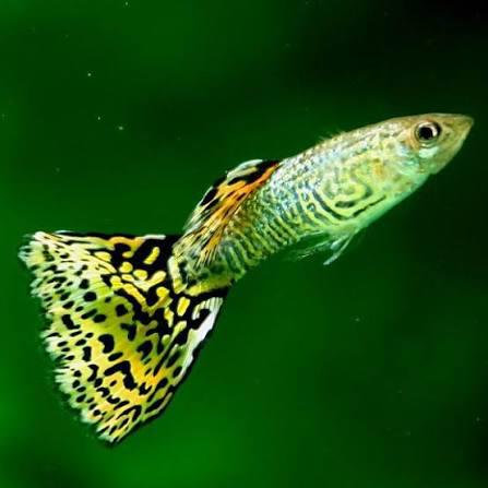 Prachtige Raszuivere Yellow Snakeskin Guppen (Delta Tail), Dieren en Toebehoren, Vissen | Aquariumvissen, Vis