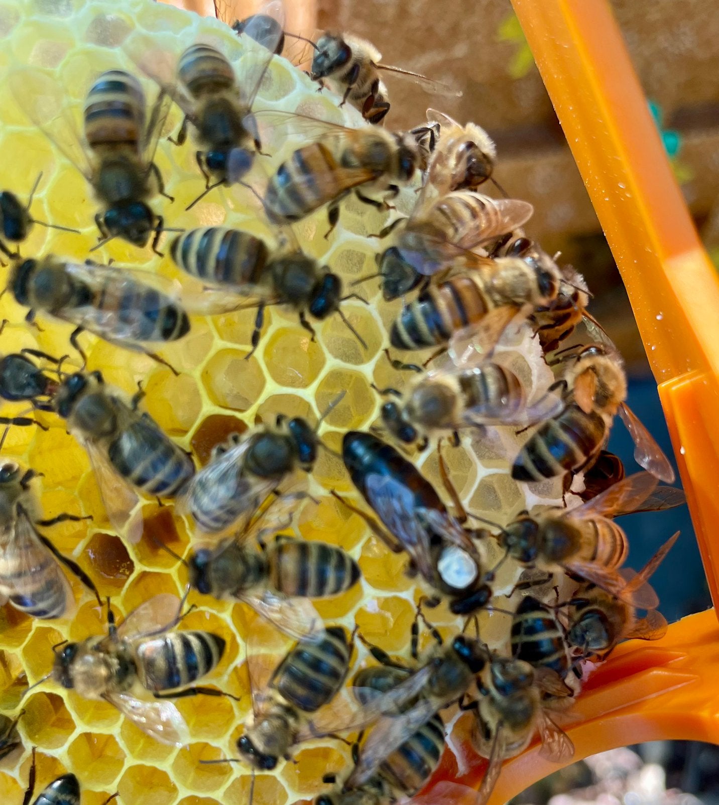 Buckfast VSH F1 koninginnen, Dieren en Toebehoren, Bijen