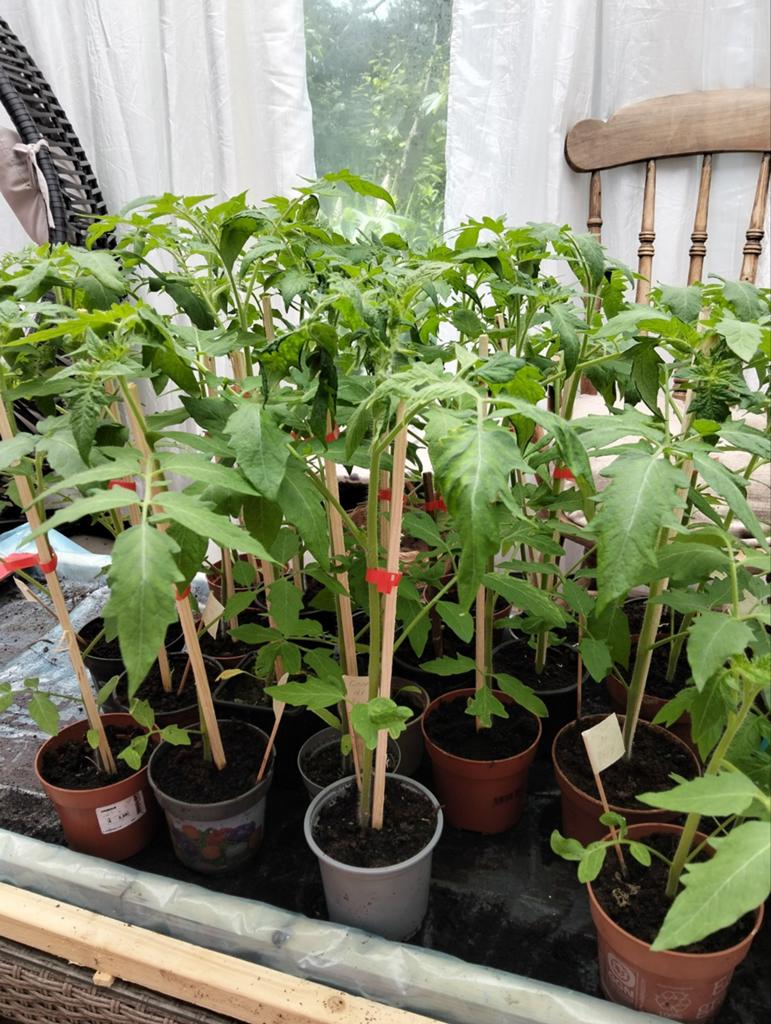 Tomaten planten coeur de boeuf, Tuin en Terras, Planten | Tuinplanten, Ophalen