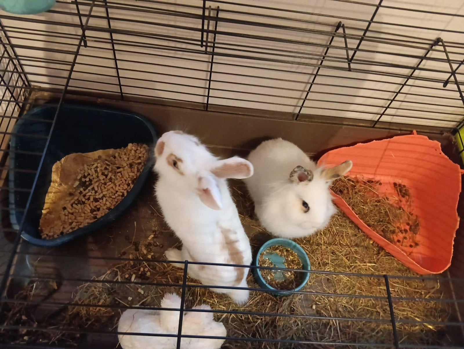 Gratis dwerg konijntjes, Dieren en Toebehoren, December, Vrouwelijk, Overige typen, Tam