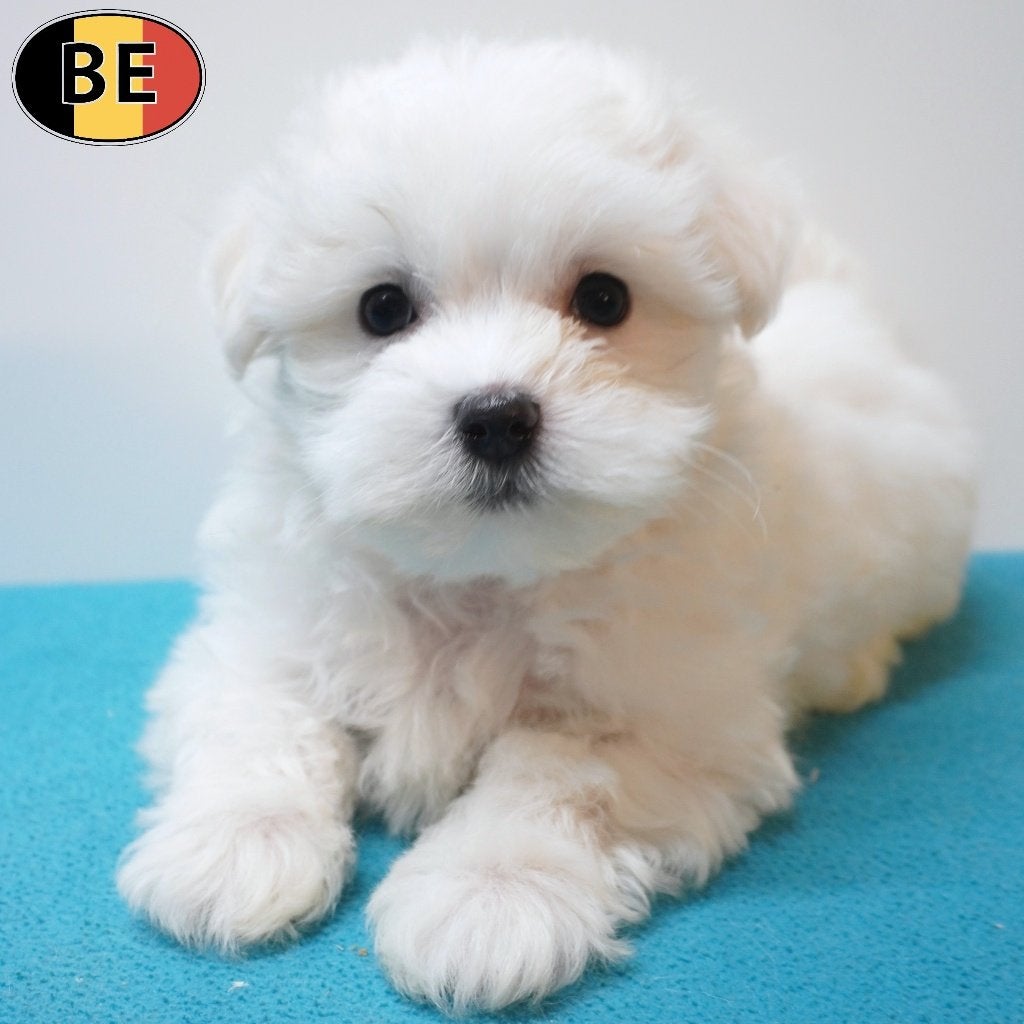 chiots Bichon Maltais (mâles), Commerçant, Chien (mâle), Maladie de Carré (chiens), Belgique