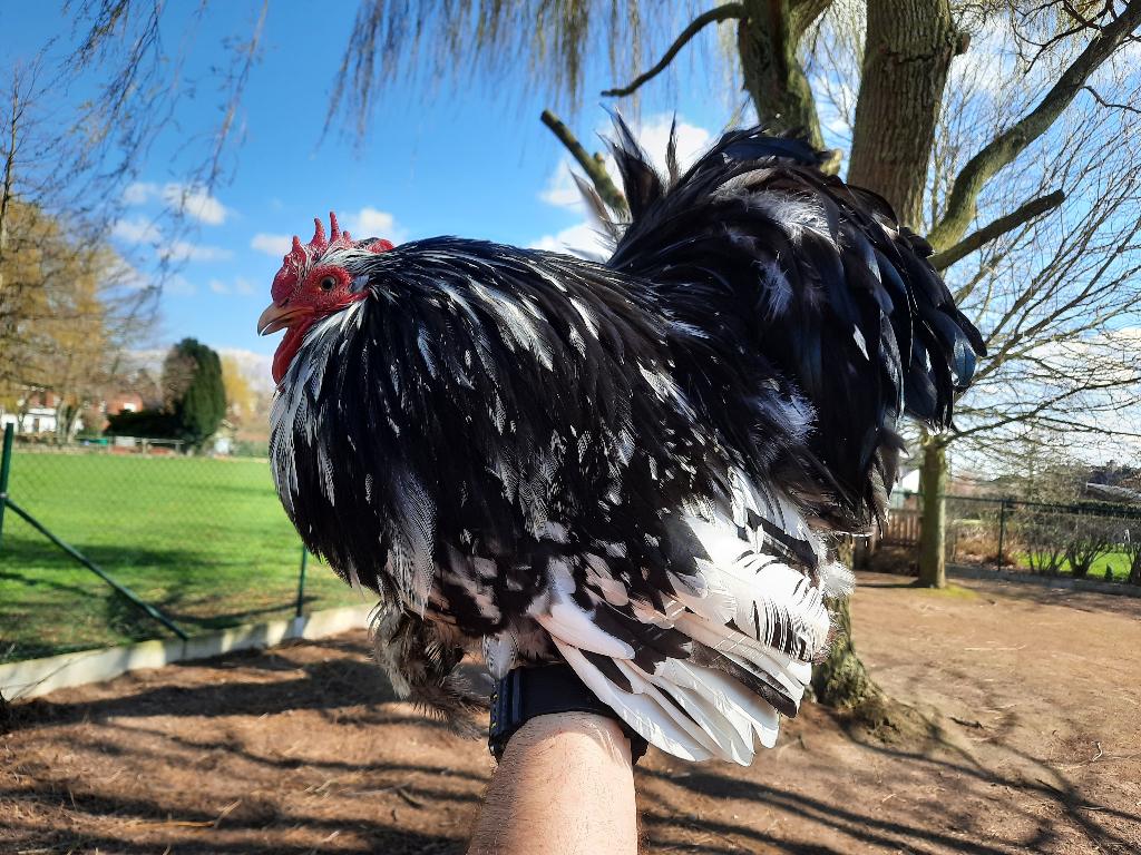 Cochin kriel wit/zwart, Dieren en Toebehoren, Pluimvee, Kip
