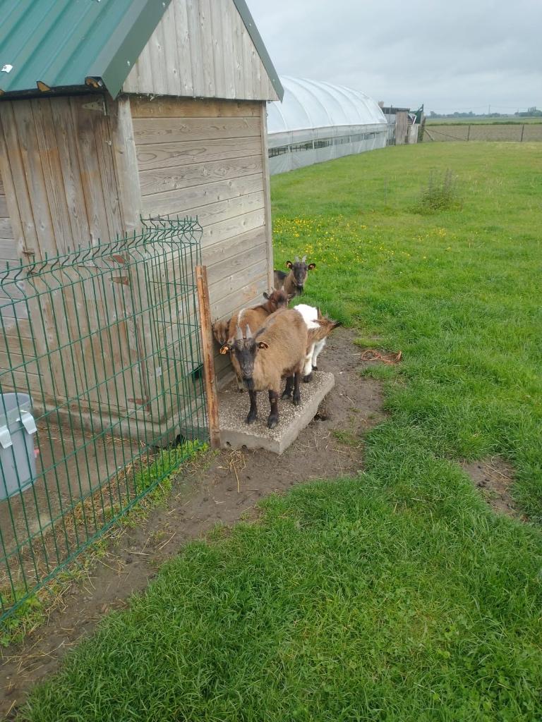 Geiten, Dieren en Toebehoren, Meerdere dieren, Geit