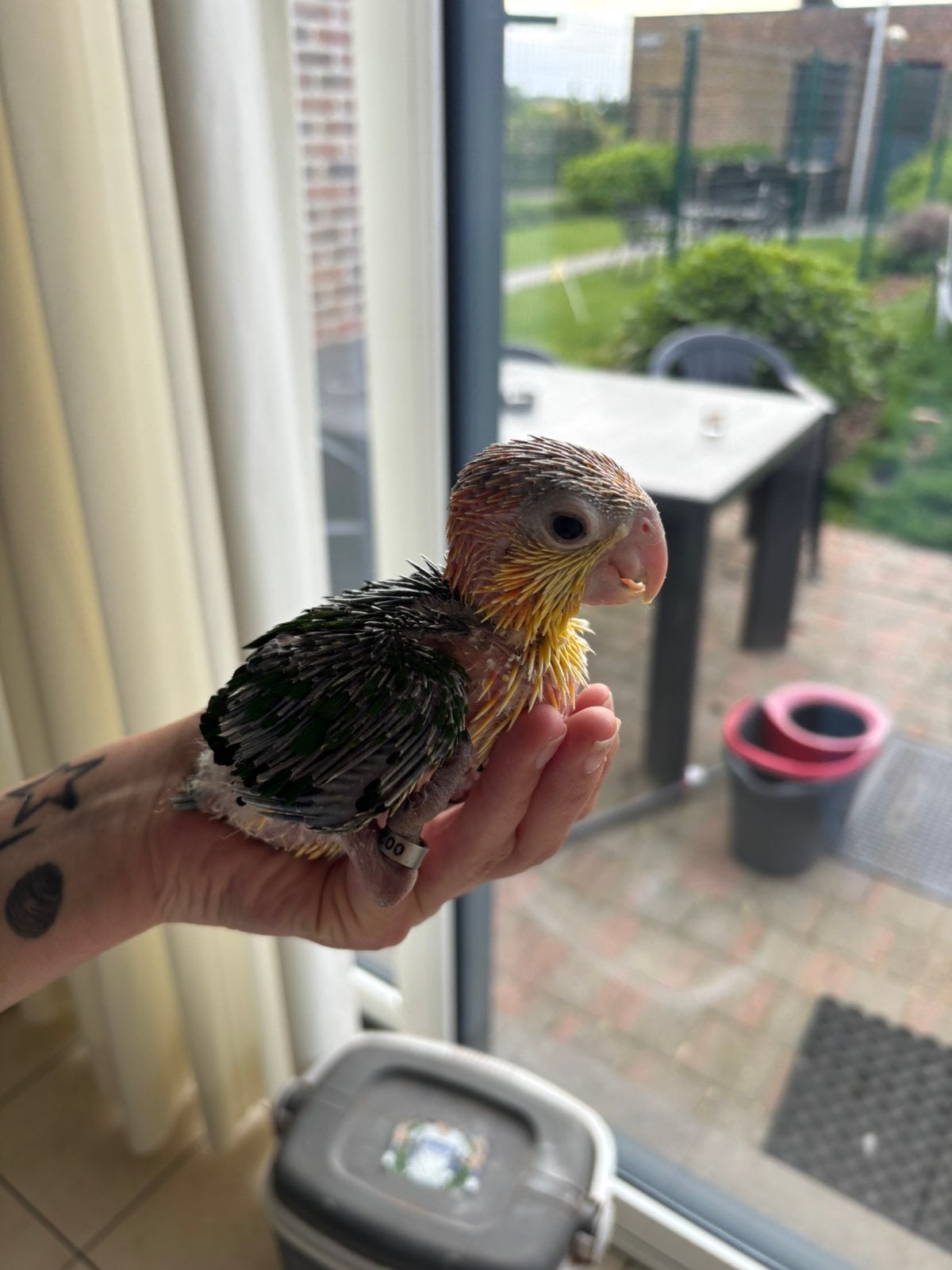 Handtamme roestkop/zwartkop caique