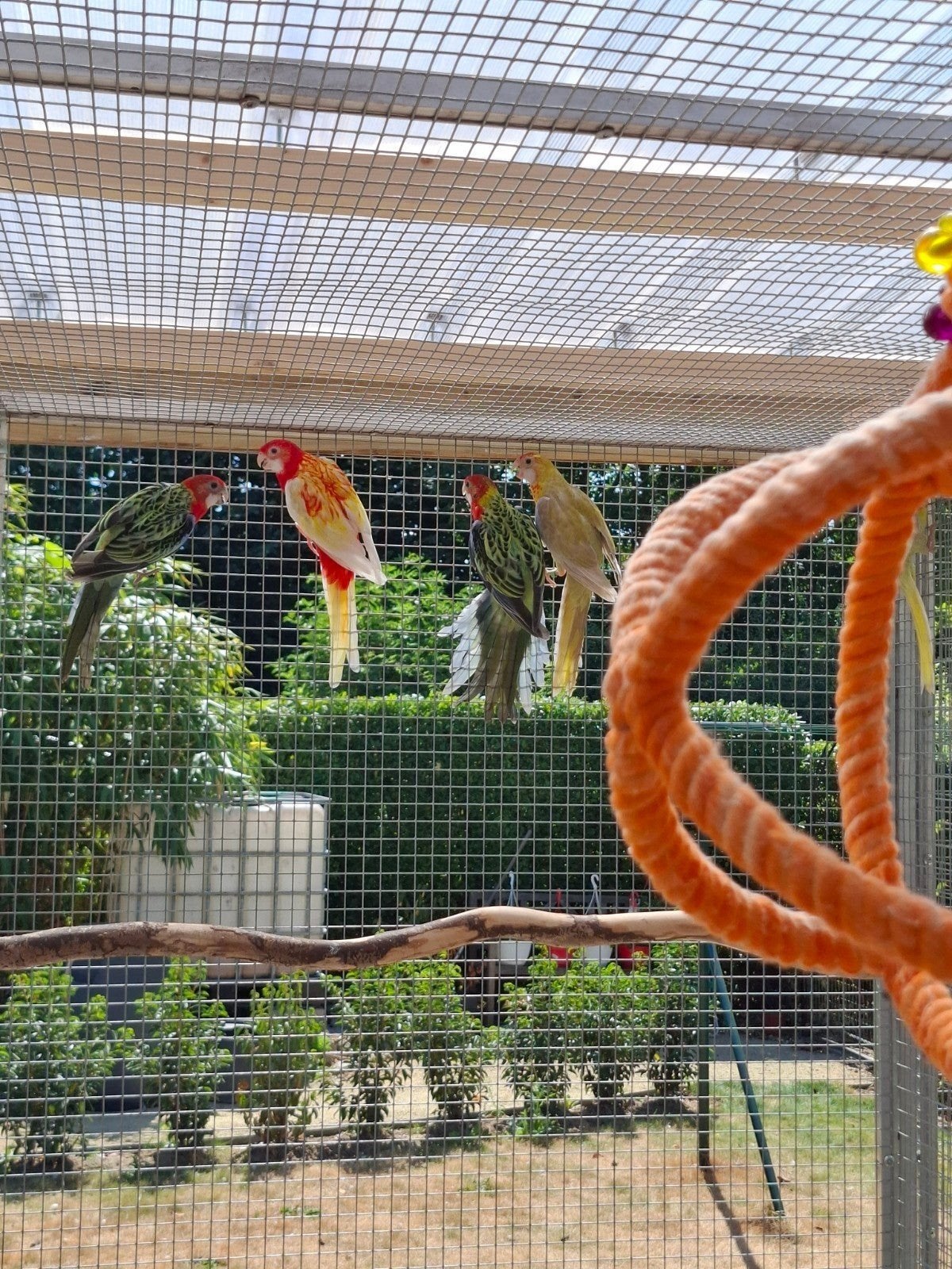 Rosellas met vaste voetring, Dieren en Toebehoren, Vogels | Parkieten en Papegaaien, Geslacht onbekend, Parkiet, Geringd