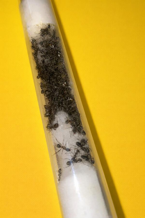 Formica Fusca koningin met 20-50 werksters, Dieren en Toebehoren, Mieren