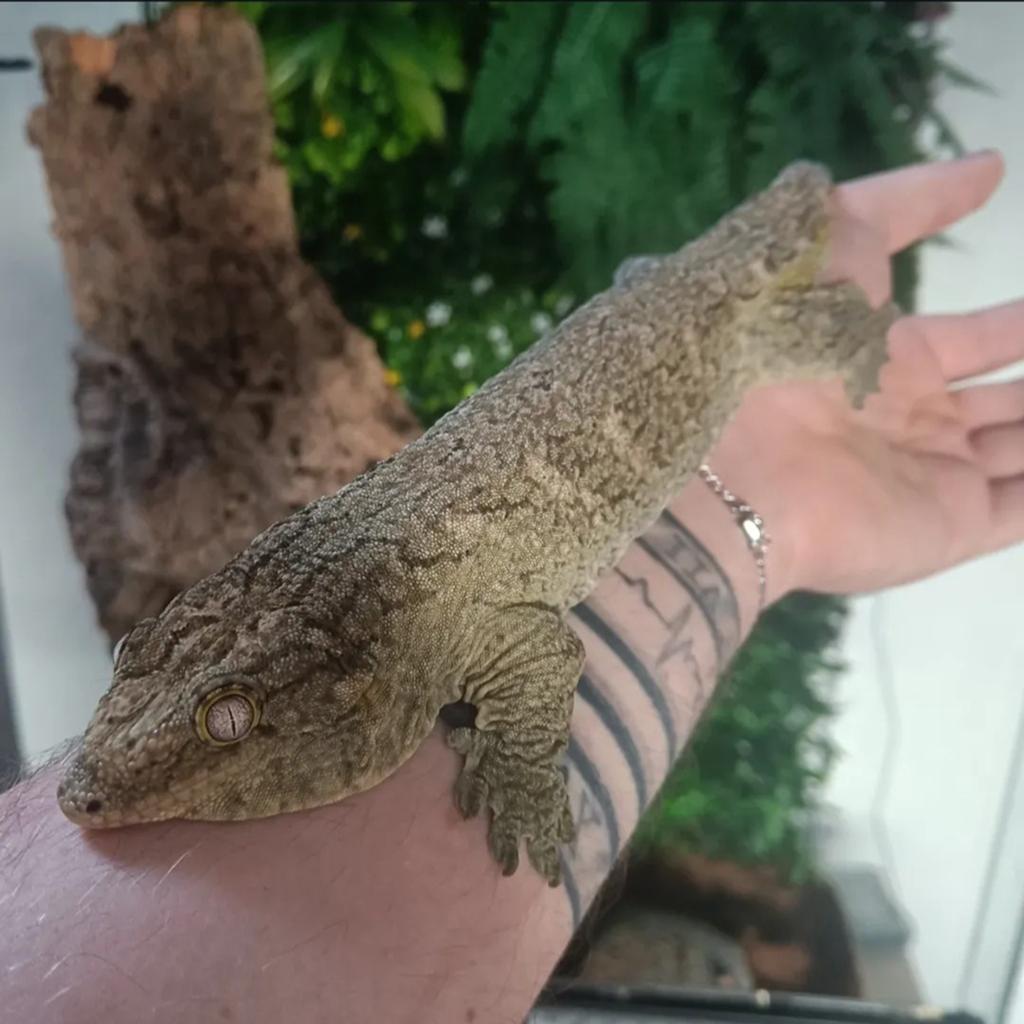 Leachianus (zuiver pine island, man) met terrarium te koop, Animaux & Accessoires, Reptiles & Amphibiens, Avec terrarium