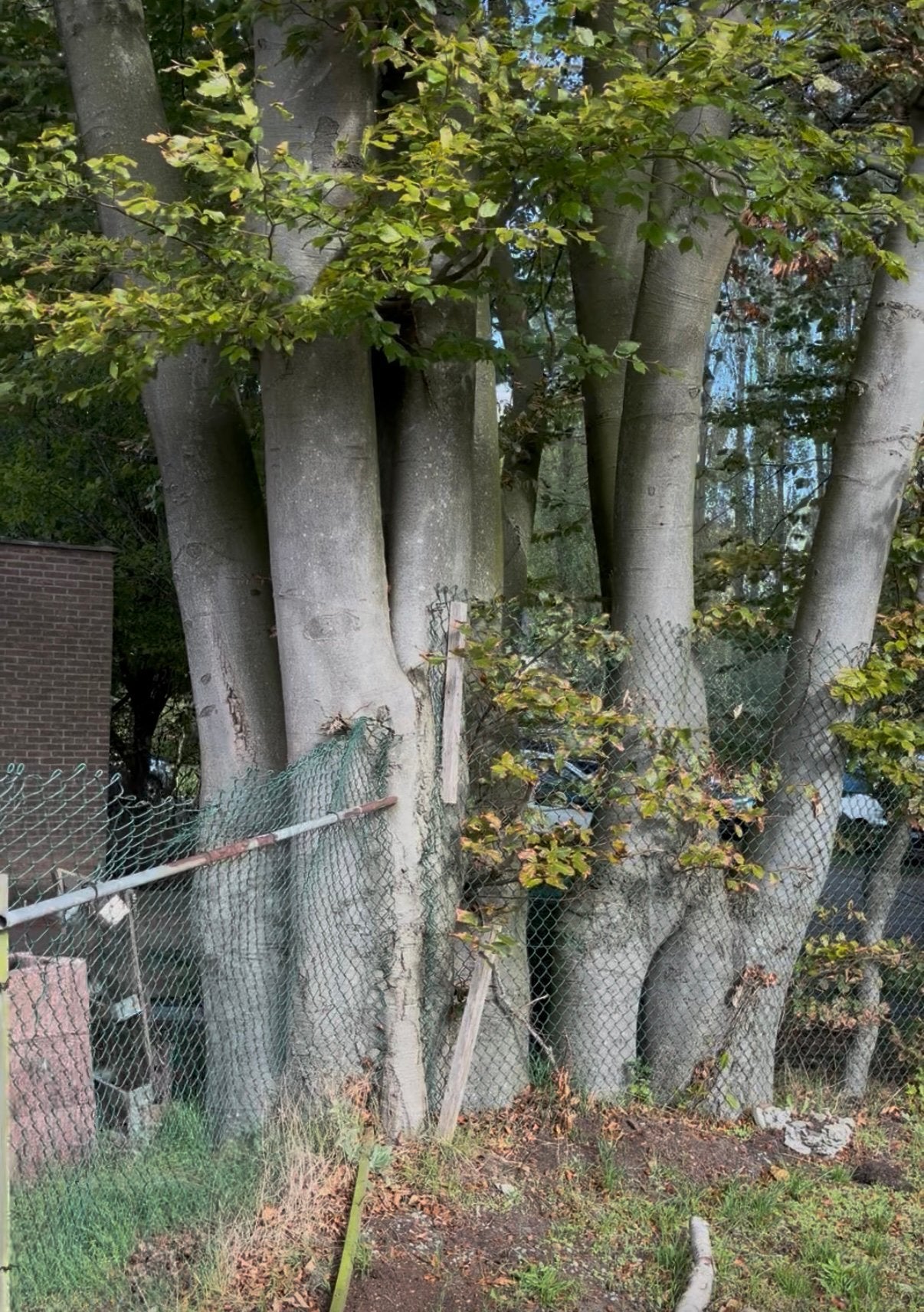 Brasschaat: gratis hout bij vellen bomen. Beuk, berk en eik, Ophalen, Zo goed als nieuw, Hout