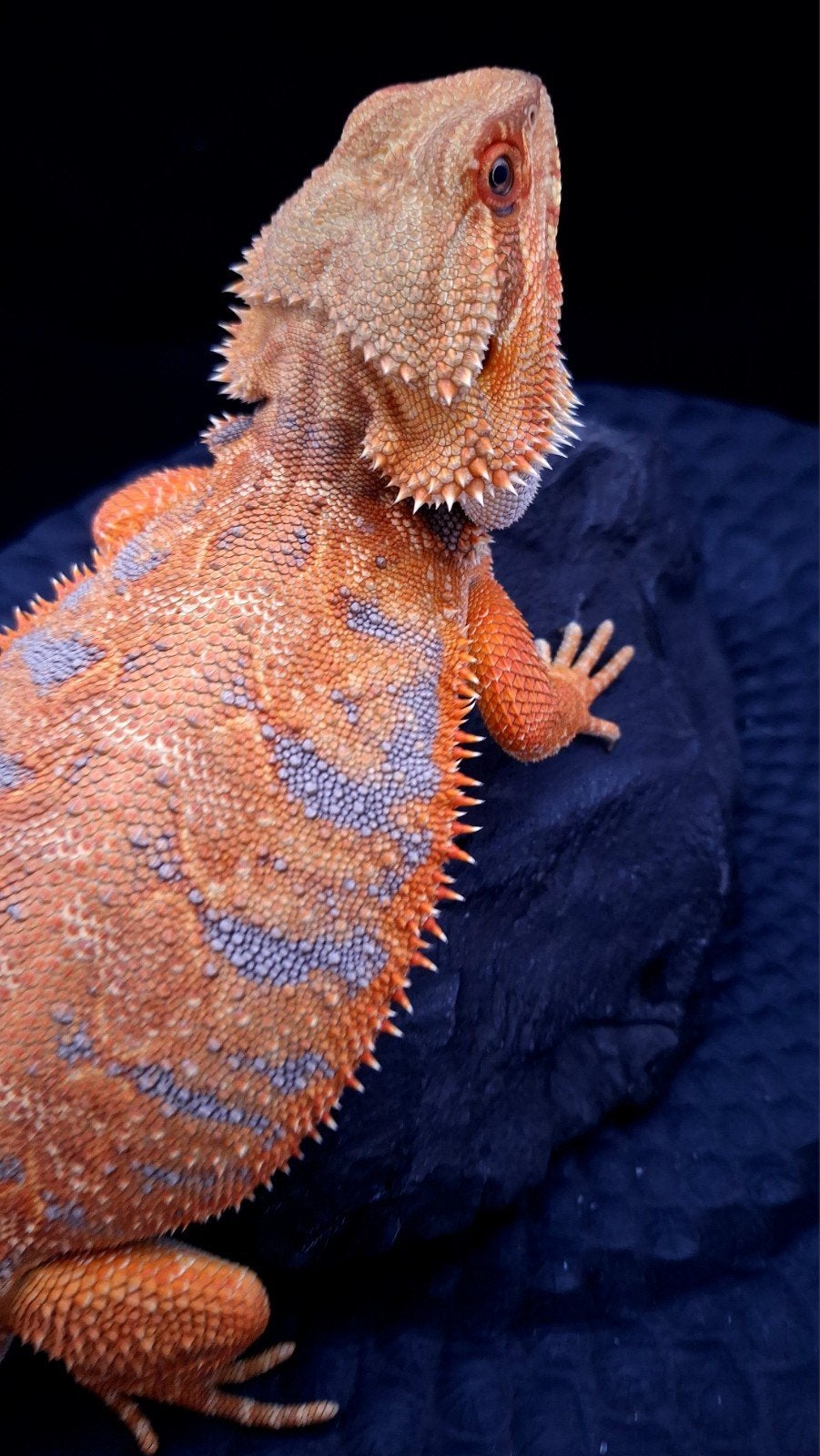 50% Red Monster Blue Tiger het. Hypo/Witblits Man Baardagaam, Lézard, Domestique, 0 à 2 ans
