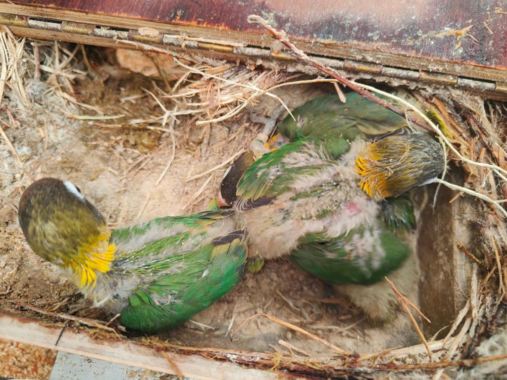 Nestje personata, Dieren en Toebehoren, Vogels | Parkieten en Papegaaien, Geringd