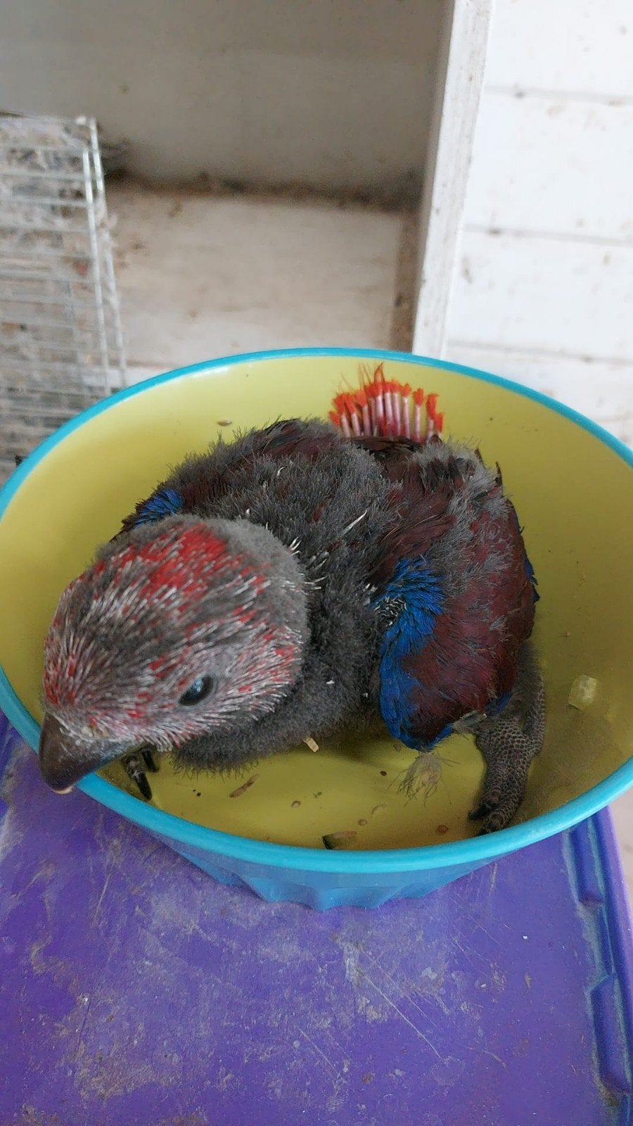 baby's Edelpapegaai, Femelle, Perroquet, Domestique