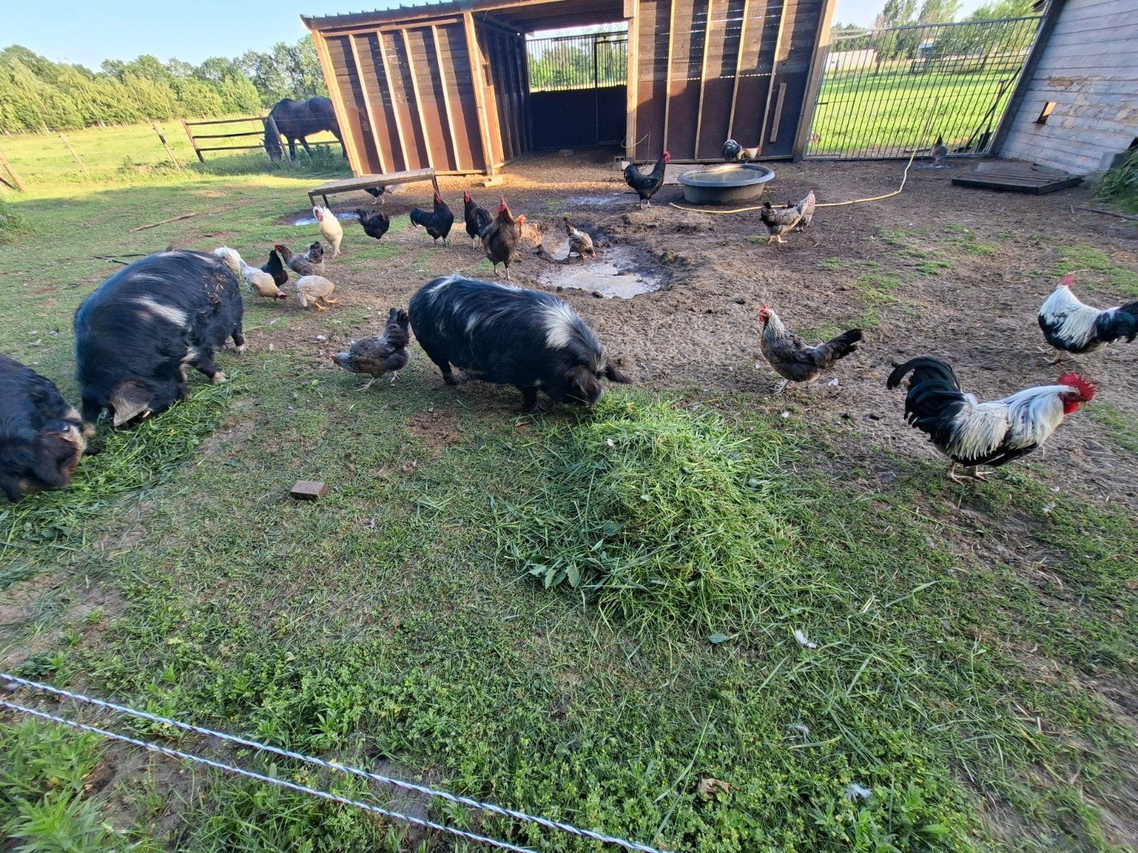 Kippen, Dieren en Toebehoren, Pluimvee