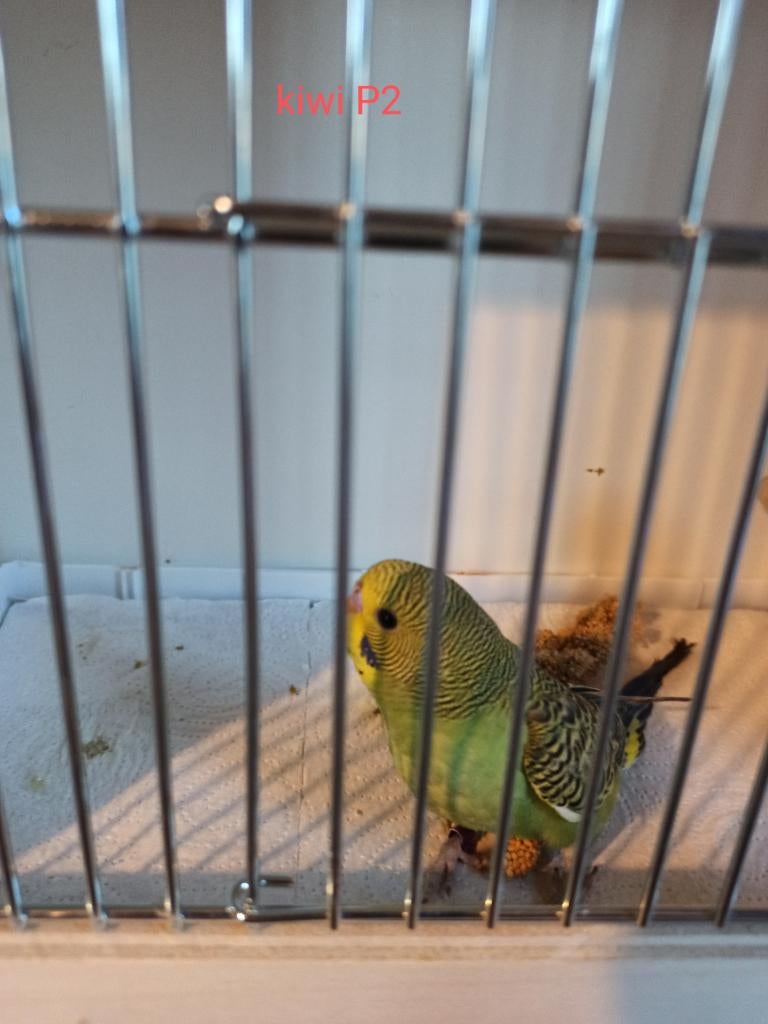 Grasparkieten, Dieren en Toebehoren, Parkiet