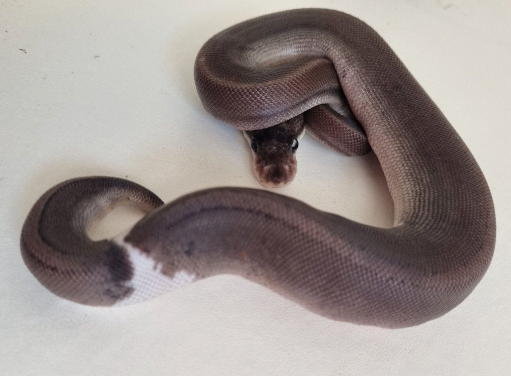 0.1 8 ball ( spotnose gravel clown ) koningspython Ball Python photo 2