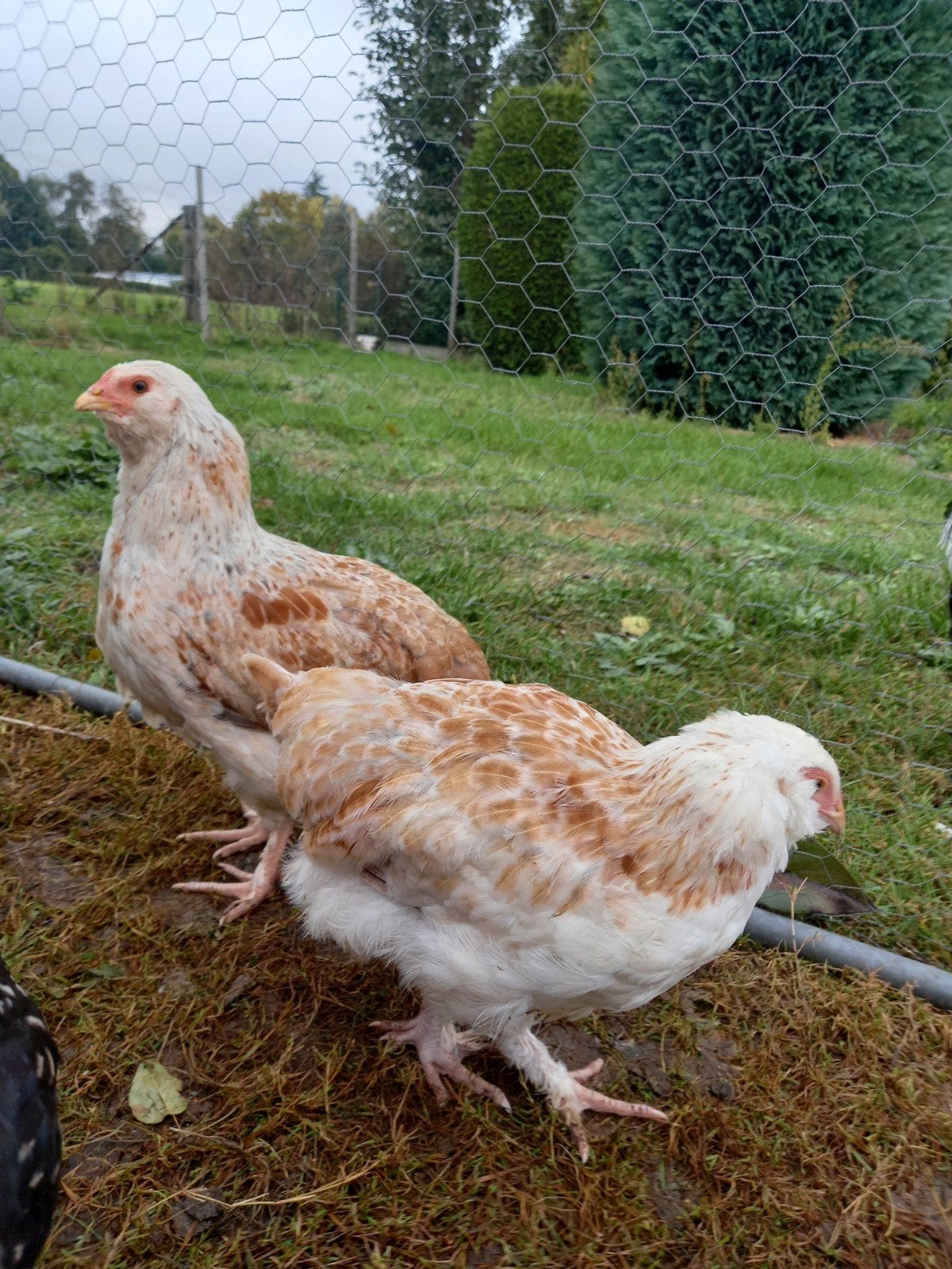 2 mix leghennen, Vrouwelijk, Kip