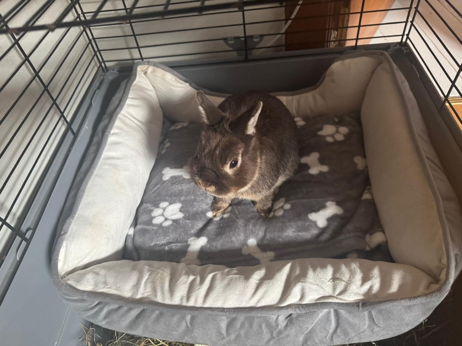 lapin nain, Enlèvement