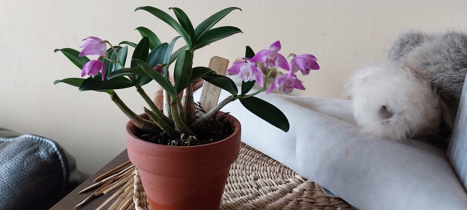 Geurende Australische Orchidee Dendrobium kingianum, Ophalen of Verzenden, Volle zon