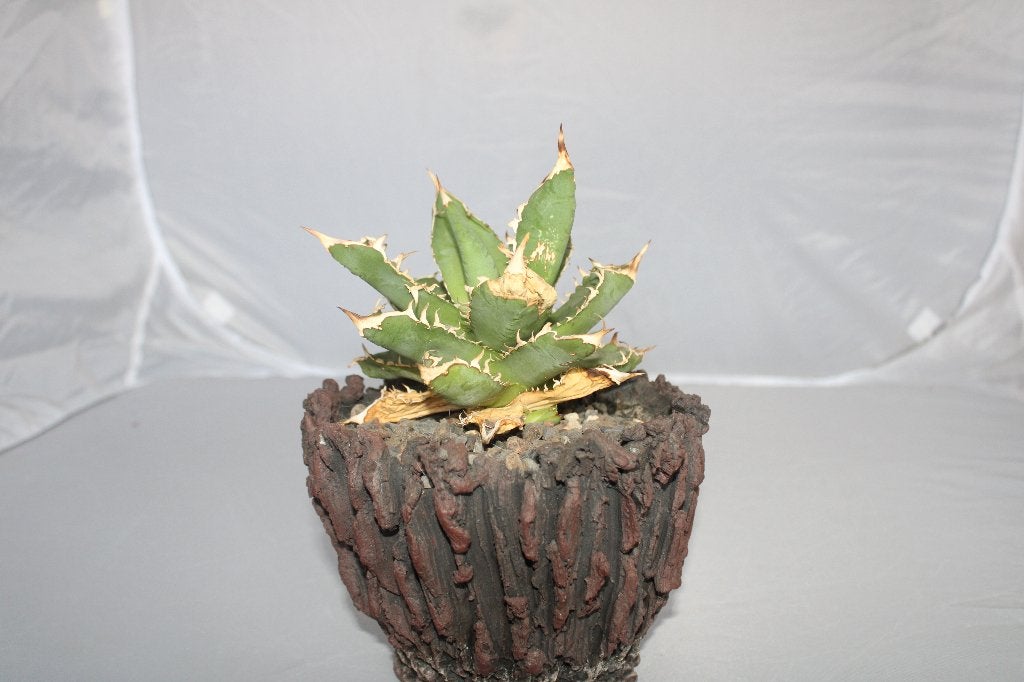 Agave titanota, Vetplant, Ophalen of Verzenden, Minder dan 100 cm, Volle zon
