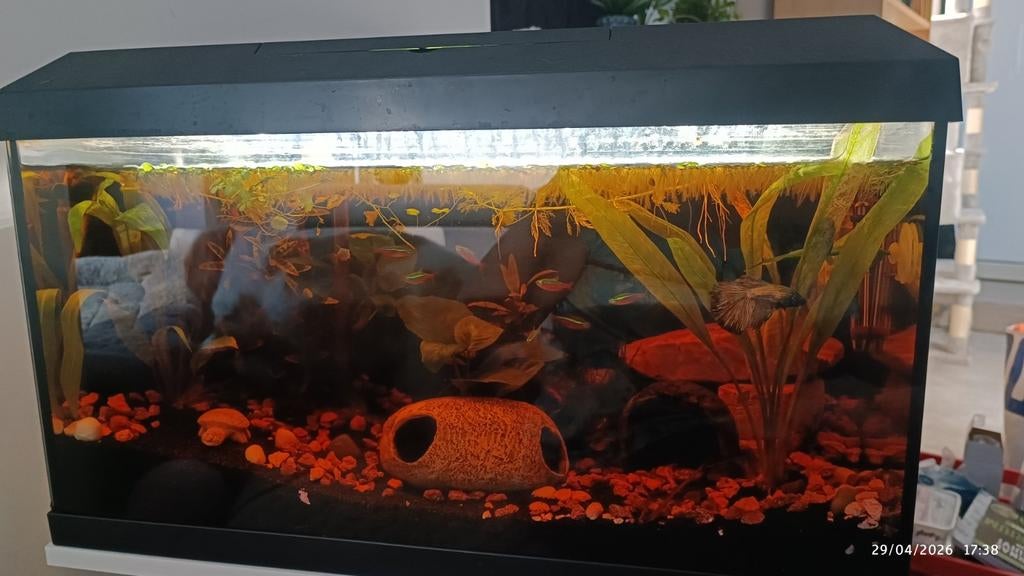 Lots de 3 aquariums complets, Enlèvement