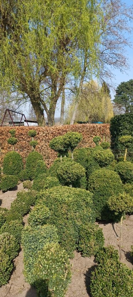 Buxus, Tuin en Terras, Ophalen, Buxus, Minder dan 100 cm