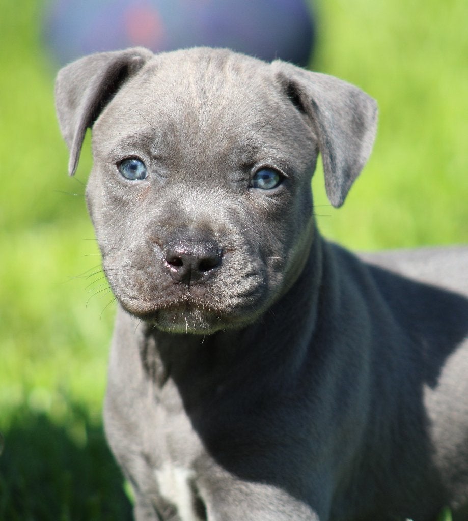 Chiots Stafford américains, American Staffordshire Terrier, Chienne, Belgique, Plusieurs