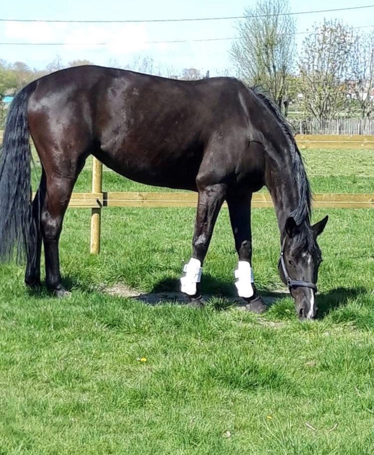 Dressuur paard, Dieren en Toebehoren, Merrie, Met stamboom, Dressuurpaard, L