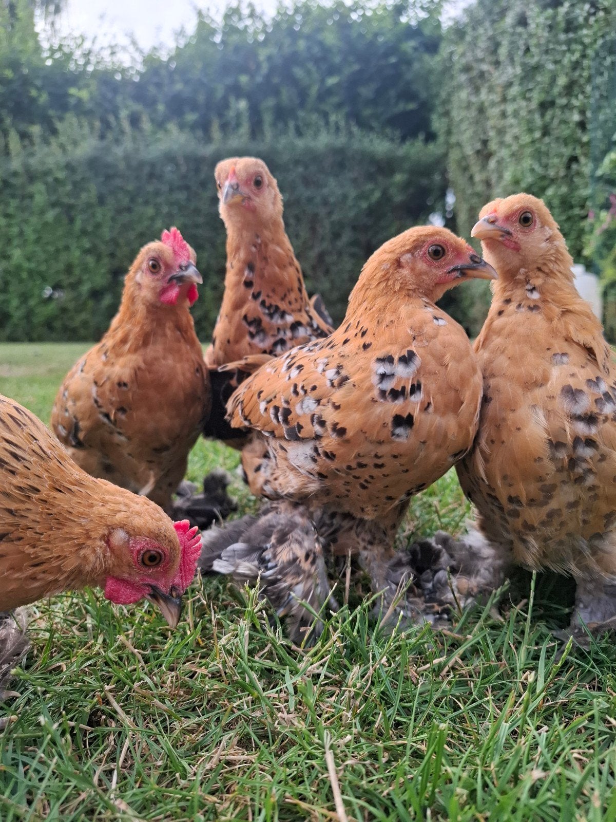 Supertamme sabelpootkrieltjes, Dieren en Toebehoren, Pluimvee