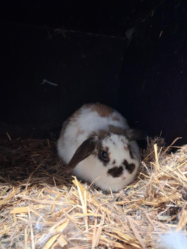 Hangoor voedstertje, Dieren en Toebehoren, Konijnen, Vrouwelijk, Dwerg, Hangoor, 0 tot 2 jaar
