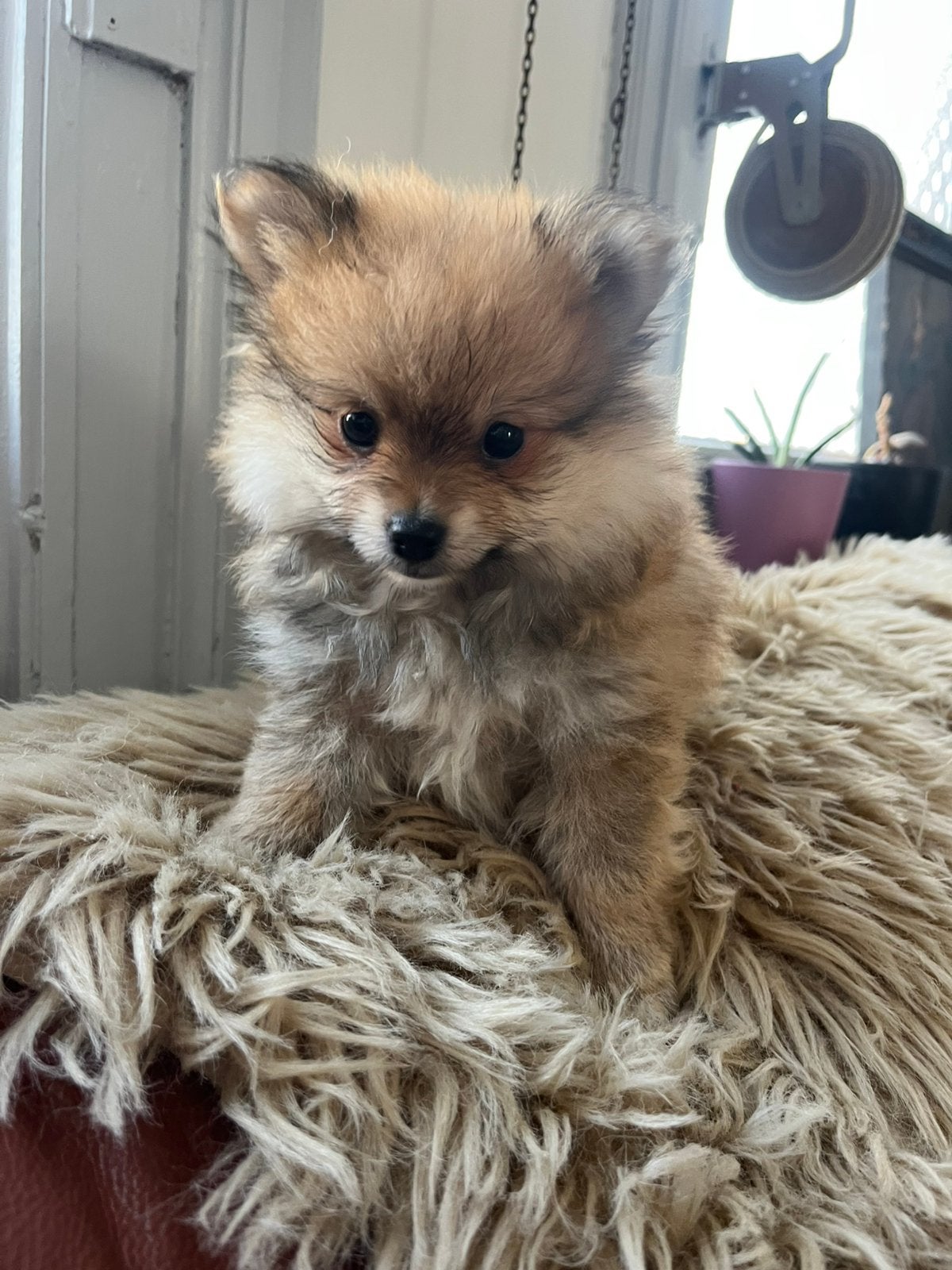 Dwerg Pomeriaan pups  nog 1 reu en teef beschikbaar, Animaux & Accessoires, Chiens | Huskys, Loulous & Types primitifs, Plusieurs animaux