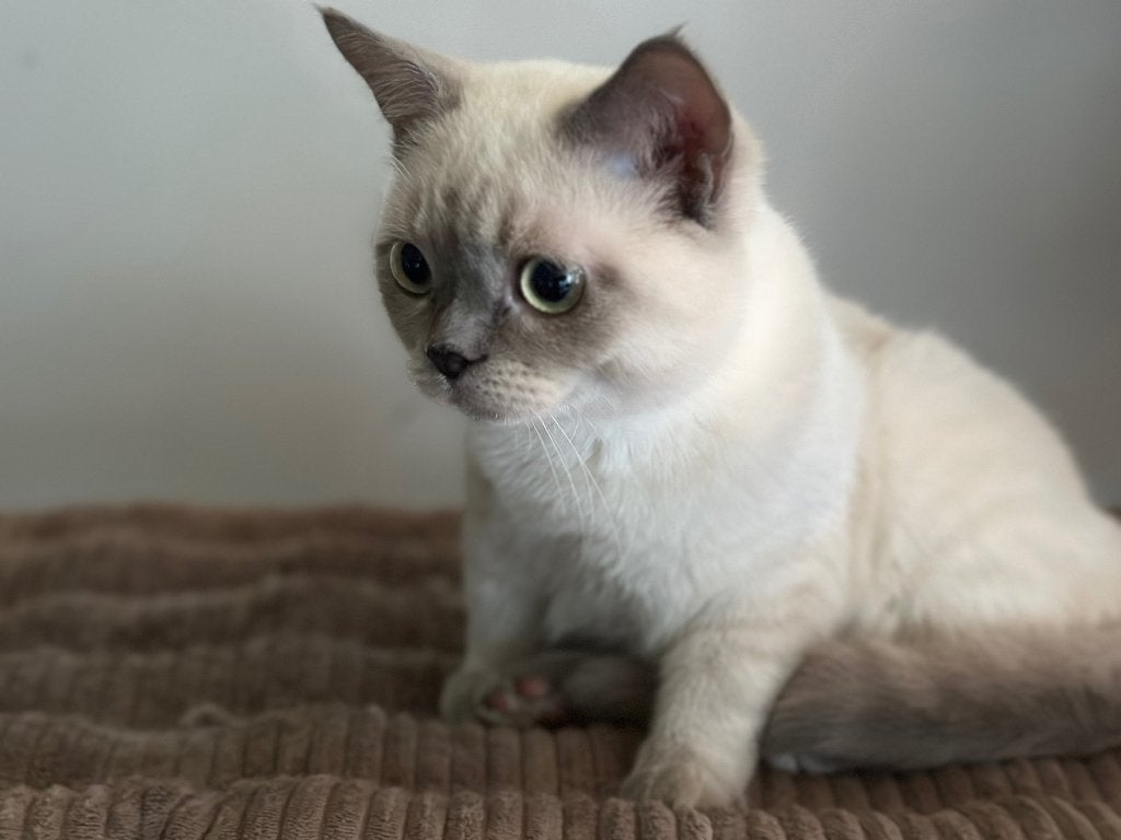 Britse korthaar, Kater, Gechipt, 0 tot 2 jaar