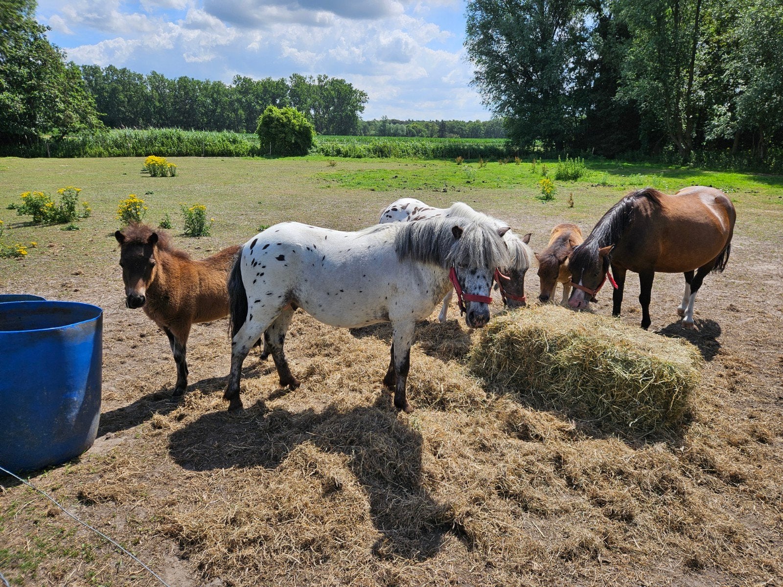 Pony te koop, Dieren en Toebehoren, Pony's