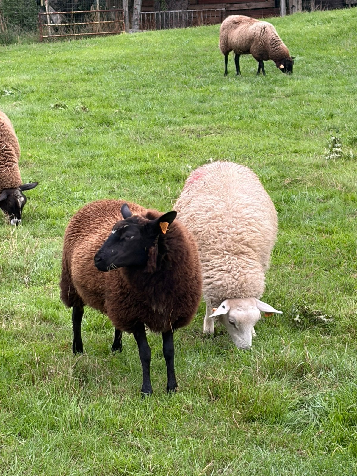 2 ooilammeren te koop, Animaux & Accessoires, Femelle, Mouton, 0 à 2 ans