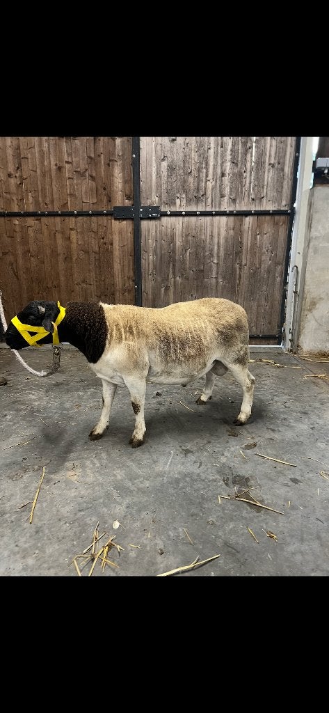 Cadre Dorper Flame, Animaux & Accessoires, Mâle, Mouton, 0 à 2 ans